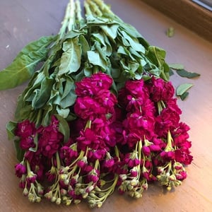Blumenstrauß 'Raspberry matthiola'