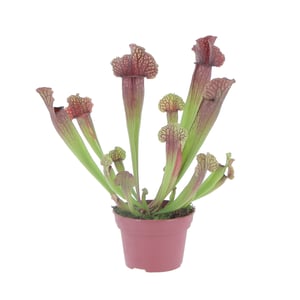 Sarracenia