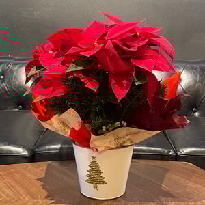 Poinsettia