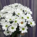 Blumenstrauß 'Kamillen-Look'