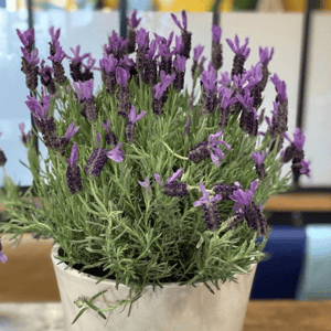 Fragrant Lavender
