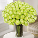 50 Green Roses