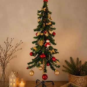 Spruce 'Christmas'
