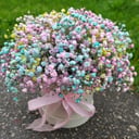 Hat box with flowers 'Star twinkle'