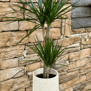 Dracaena with pot