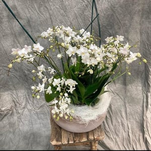 Arrangement 'The Composition of Orchids'