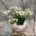 Arrangement 'The Composition of Orchids'