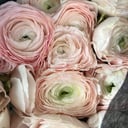 Blumenstrauß 'Ranunkeln'