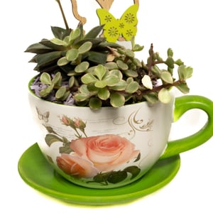 Succulent cup