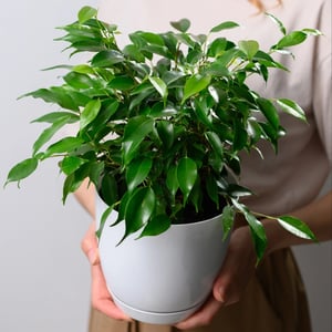 Ficus Kinky