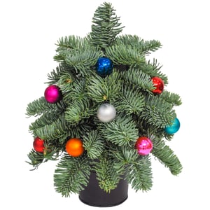 Little Christmas tree