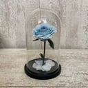 Blue rose in a flask