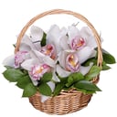 Pearls: orchids in a basket