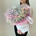 Resistant gypsophila in a box