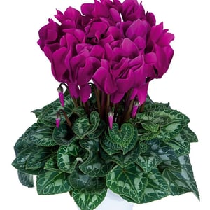 Cyclamen purple