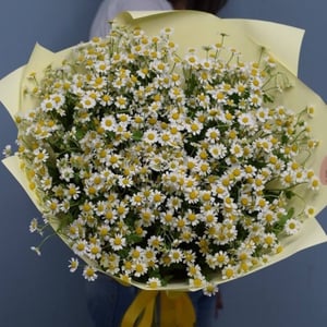 19 Spray Daisies