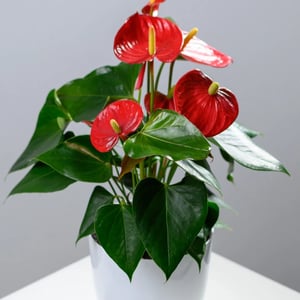 Red Anthurium in a pot