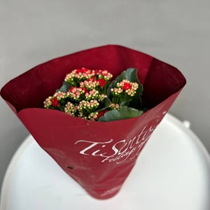 Planta de interior Kalanchoe