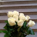 Bouquet of 9 white roses