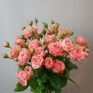 Ramo 'Rosa arbustiva'