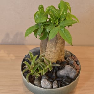Little ficus