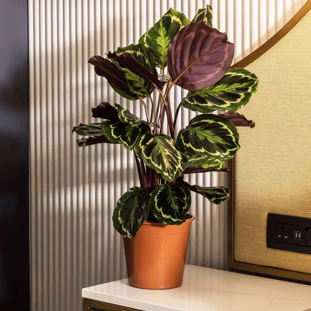 Calathea (Korbmarante, Pfeilwurze) vershicken ab 65  - Blumenversand  MyGlobalFlowers