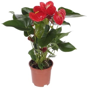 Anthurium andreanum