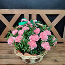 Cesta de dianthus "Boho"