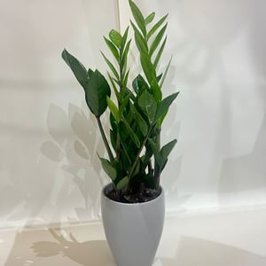 Zamioculcas Zamiifolia in pot - smaller