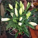 Ramo 'Flores de Afrodita'