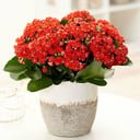 Kalanchoe