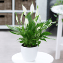 Spathiphyllum (Einblatt)