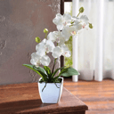 Orchidee Phalaenopsis mit einem Stiel