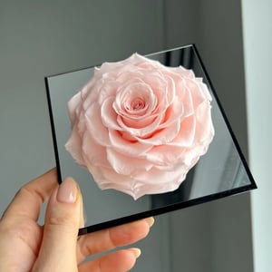 Ewige rosa Rose im Acrylrahmen