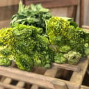 Bouquet of 25 ranunculus