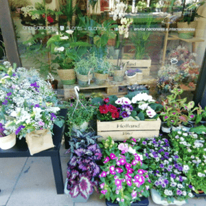 Floristería Ana Sabadell