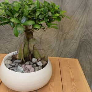 Ficus ginseng