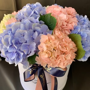 Hydrangea in a hat box
