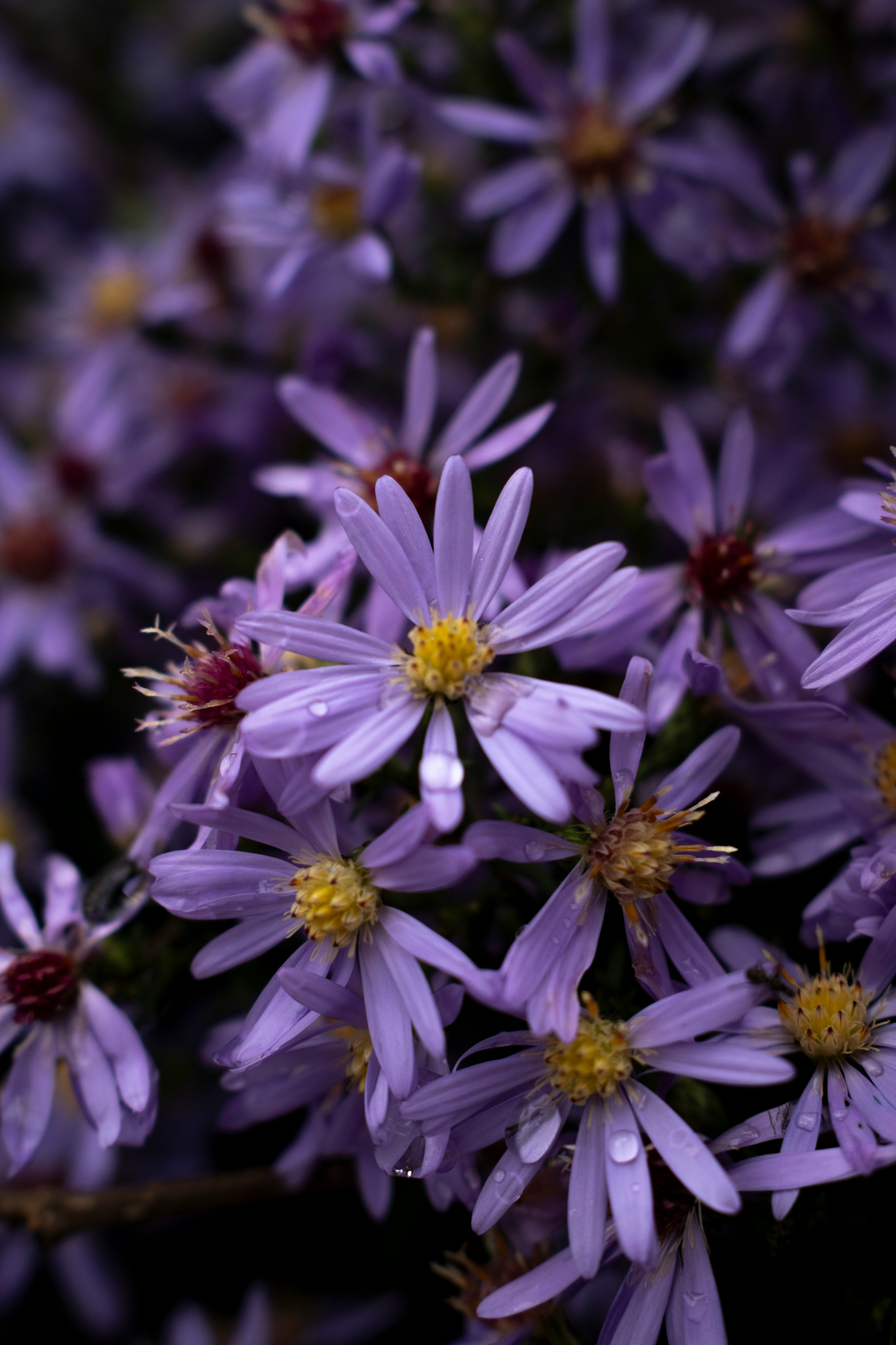 New Jersey's State Flower: Purple Aster