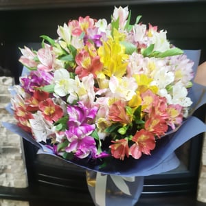Alstroemeria mix