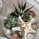 Florarium in a round shape