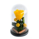 Forever Rose Yellow M