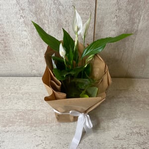 Spathiphyllum
