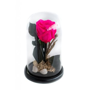 Forever Rose Fuchscia M