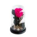 Forever Rose Fuchscia M