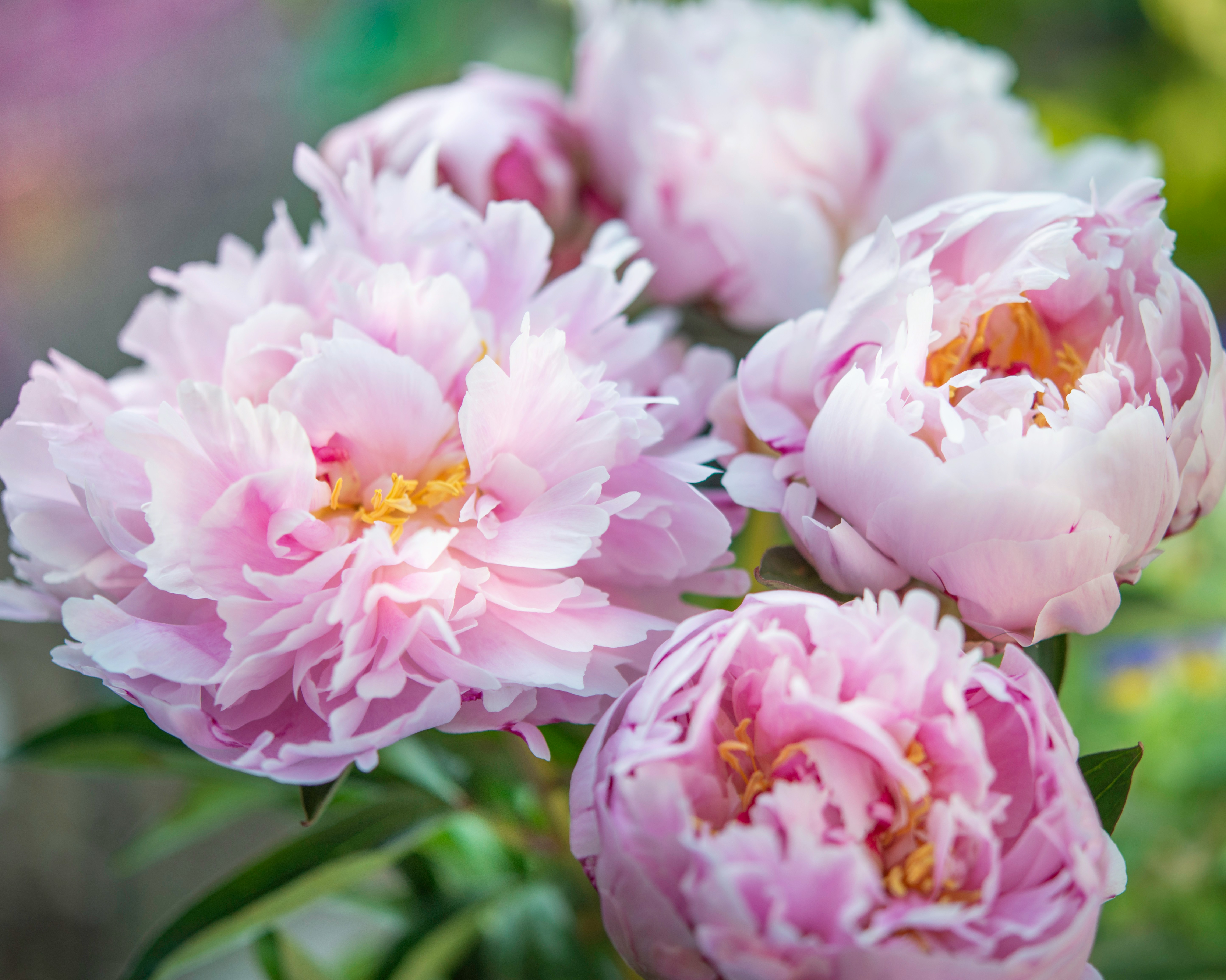 Flower Gifting in China: A Blossoming Cultural Tradition