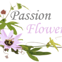 Passion flowers Barteczko