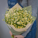 Ramo de 19 matrikarias