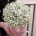 Gypsophila in a box