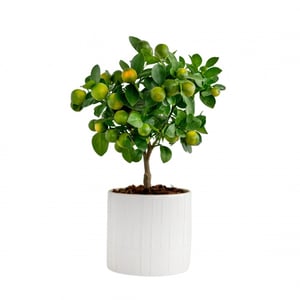 Citrus mitis in ceramic pot